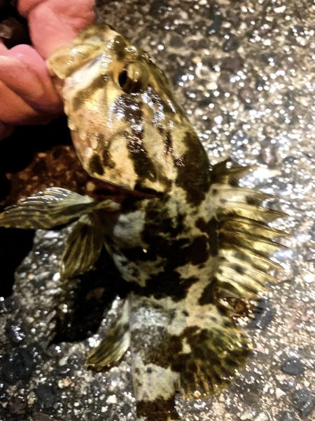 やっと春を告げてくれた